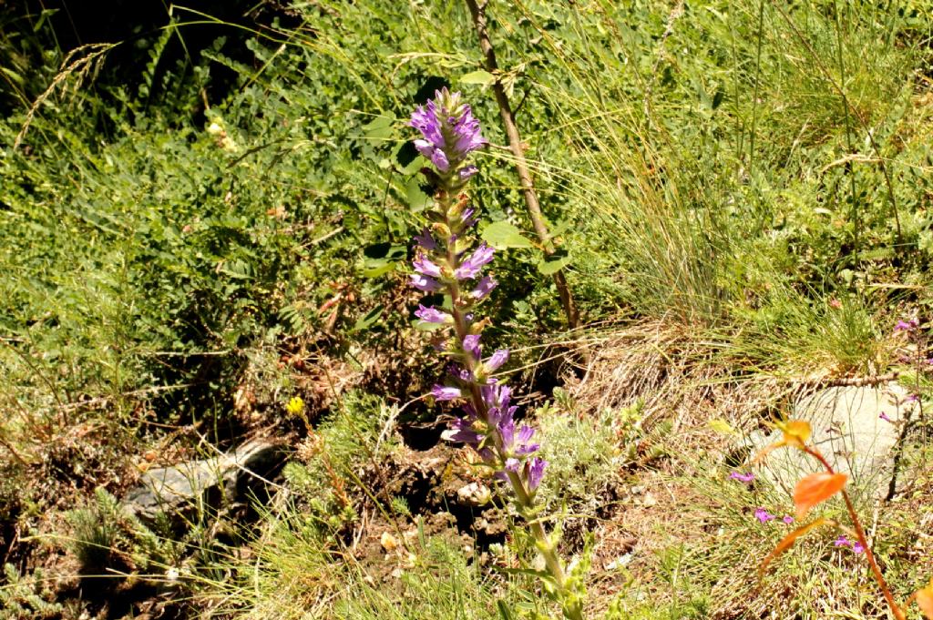 Campanula spicata